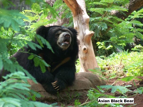 Asian black bear