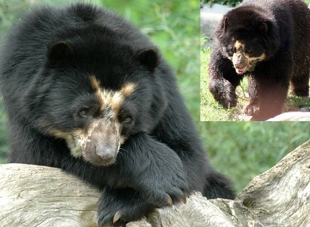 spectacled or Andean bear