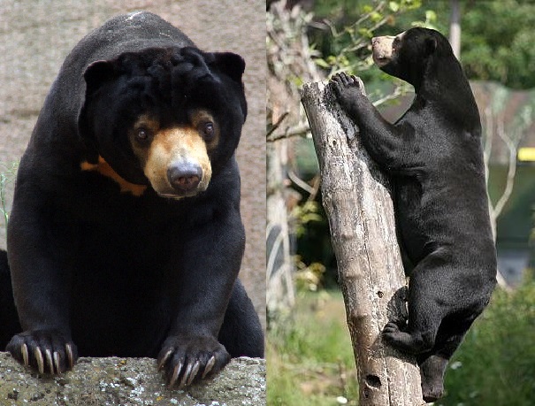 Sun bears