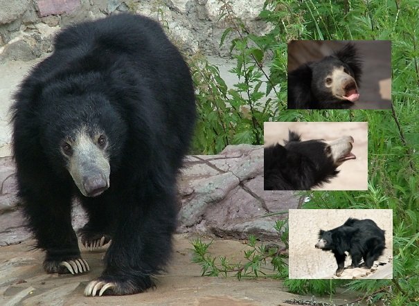 sloth bear