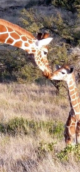 baby giraffe and mother