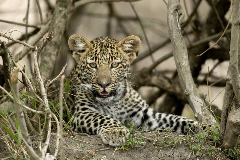 beautiful leopard cub