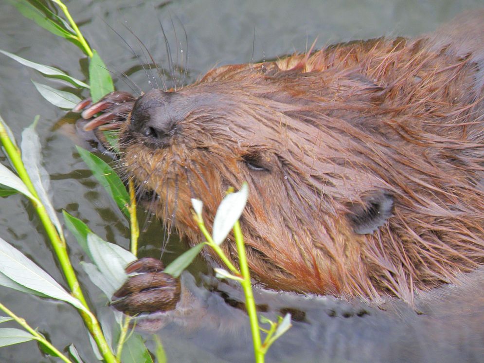 beaver close-up