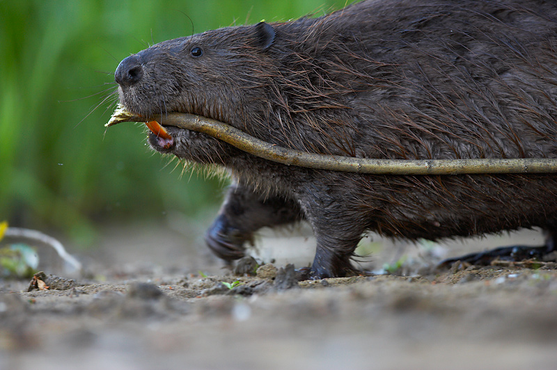 Eurasian beaver