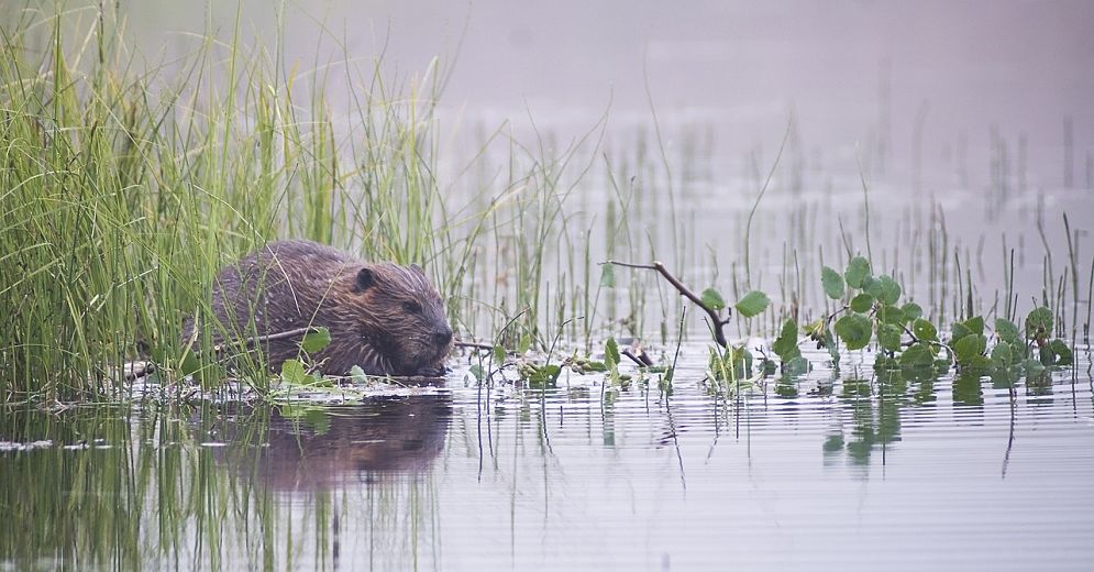 beautiful beaver