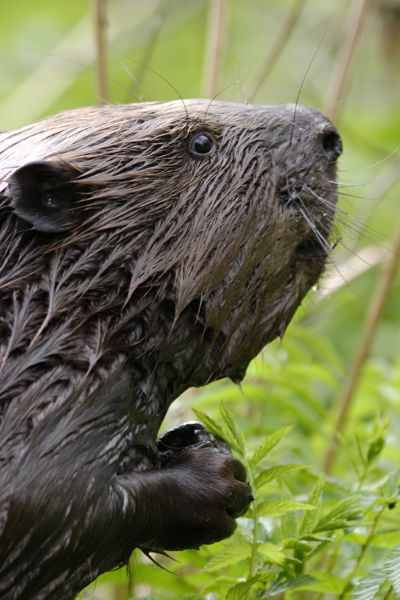 Beaver Portrait