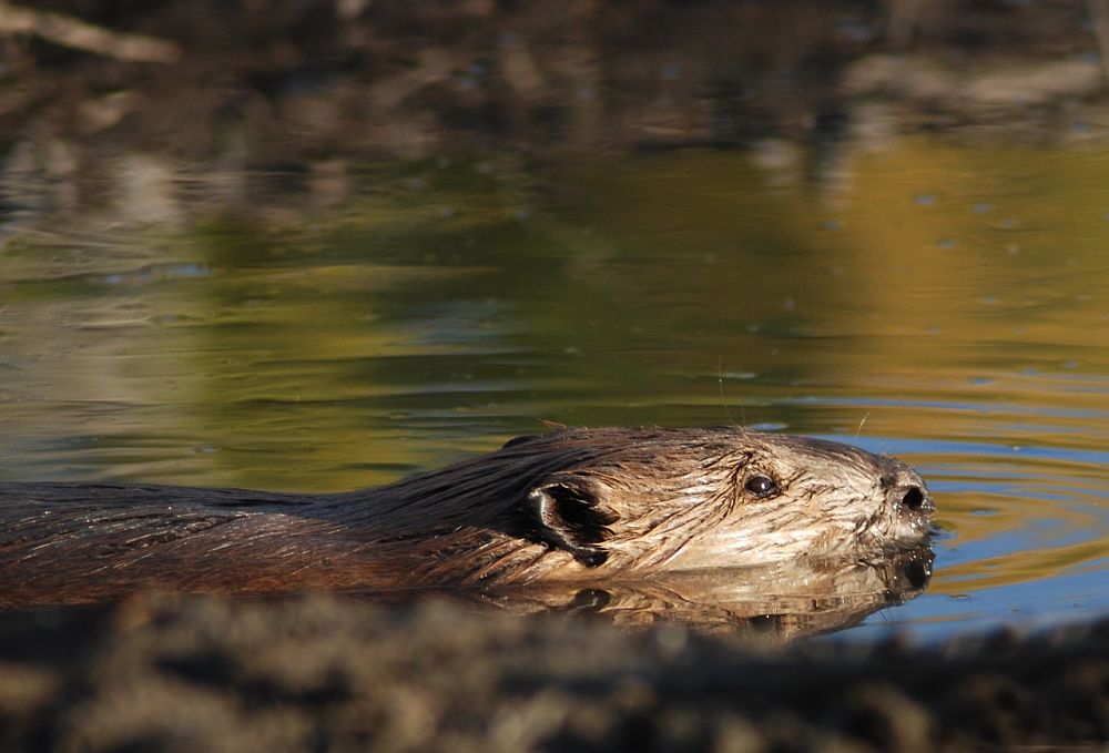 beaver swimming in sunshine
