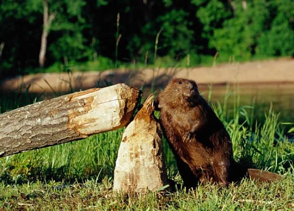 beaver by tree