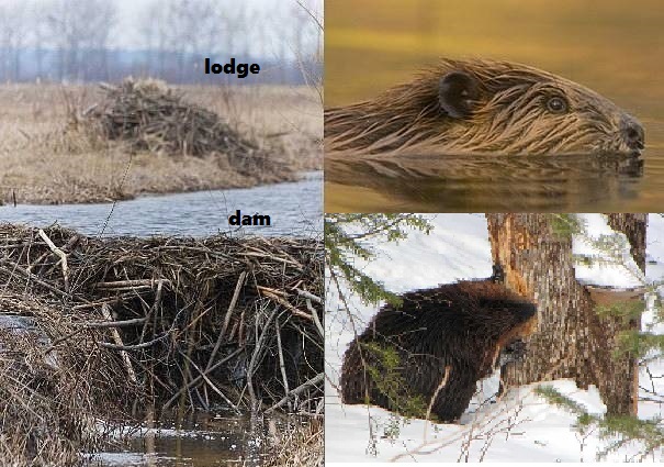 beaver dam and lodge