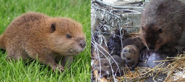 beaver babies