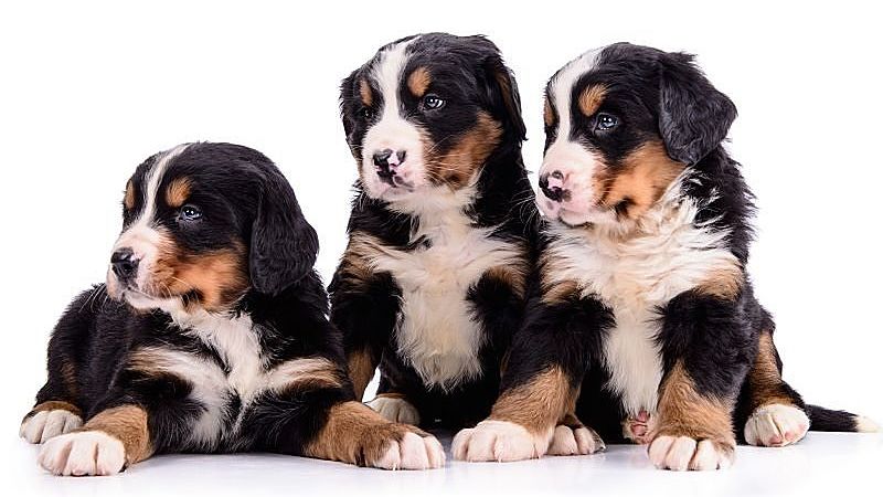 bernese puppies