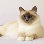 Birman