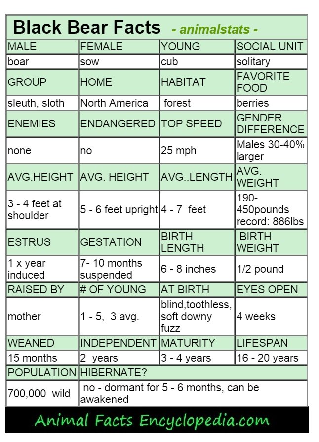 black bear animal stats