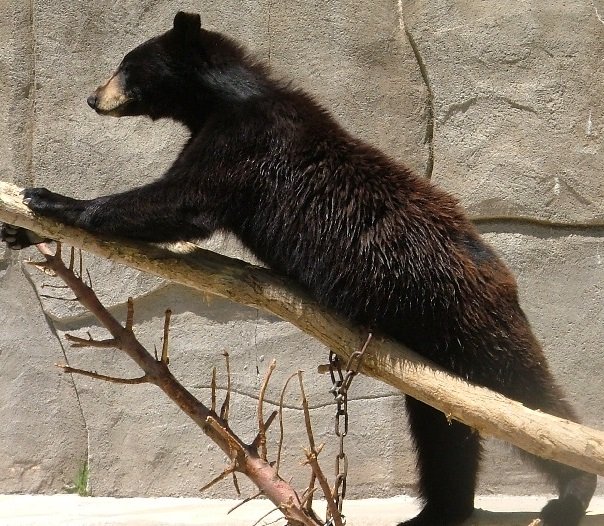 black bear in zoo