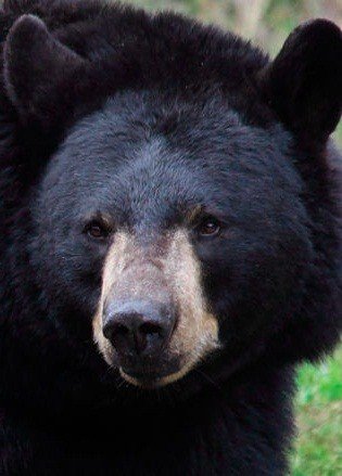 black bear portrait