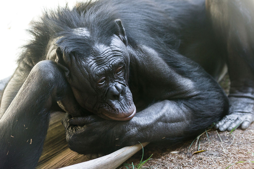 thoughtful bonobo