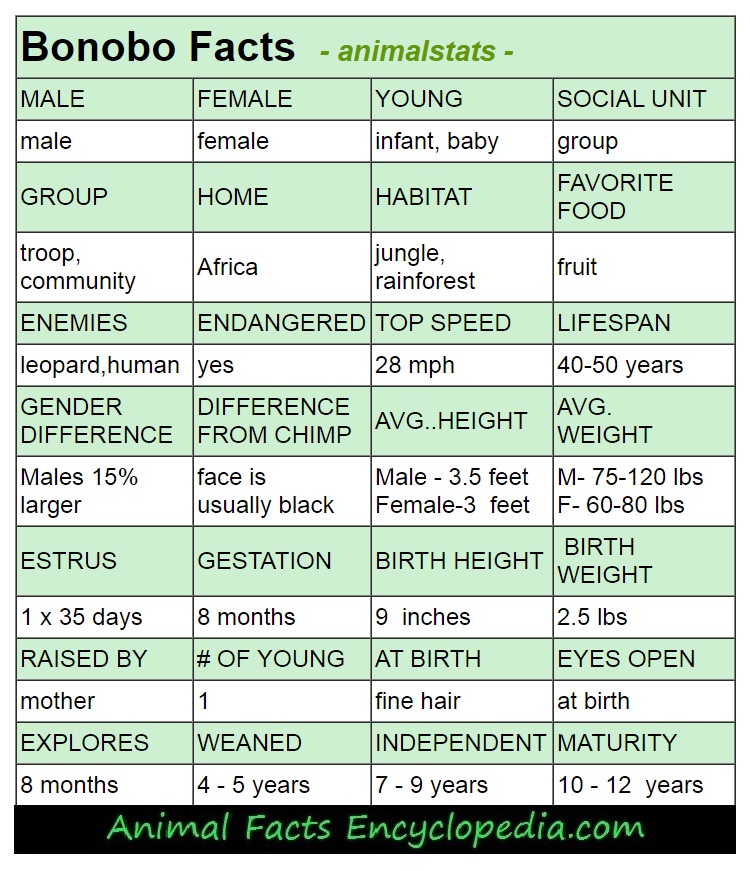 bonobo animal stats