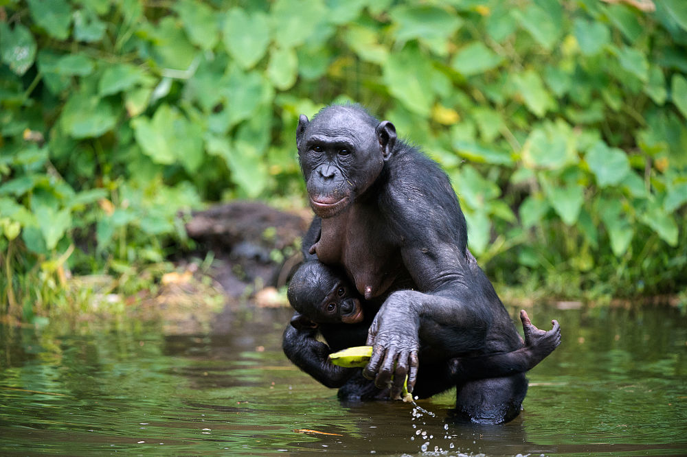 female bonobo with baby and a banana
