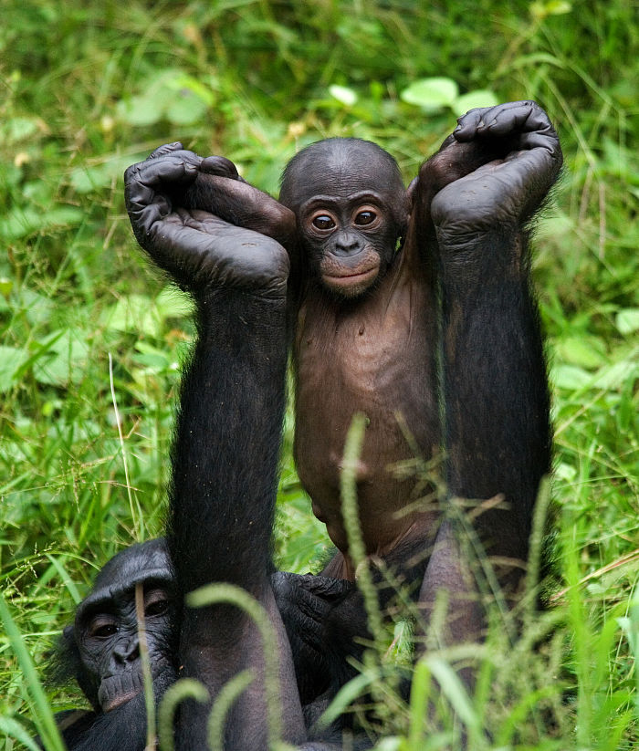 baby bonobo being lifted