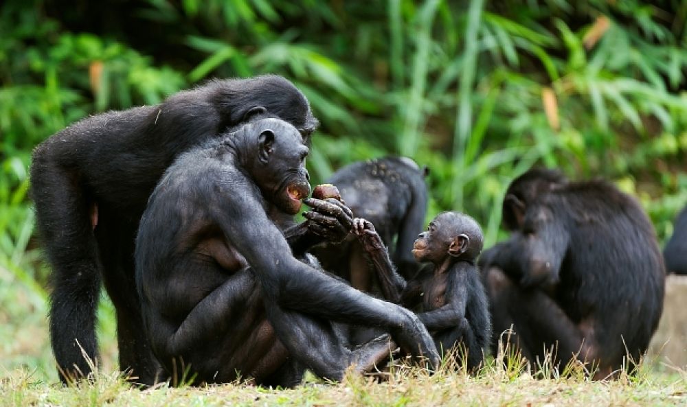 bonobo mothers and babies