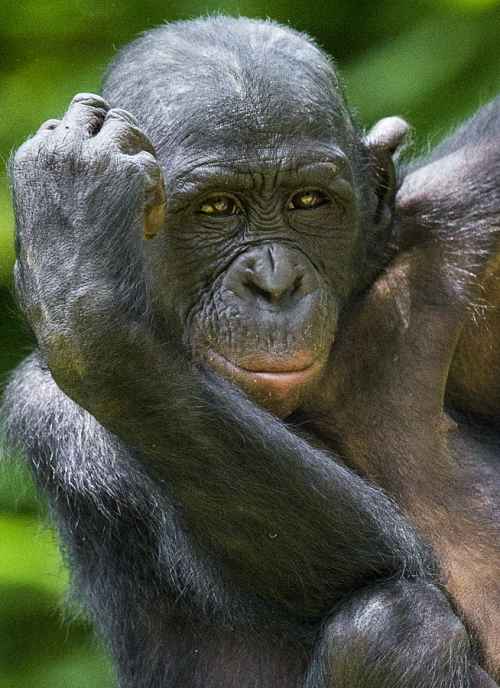 portrait of a bonobo