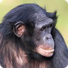bonobo facts