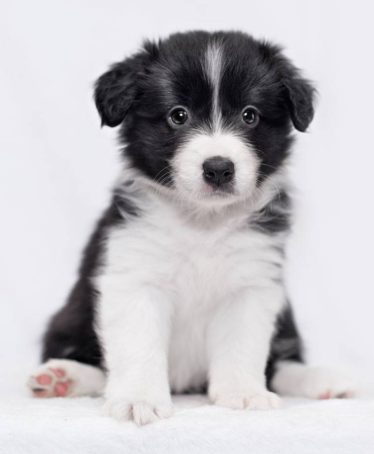 Border Collies