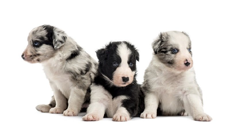 Border collie puppies