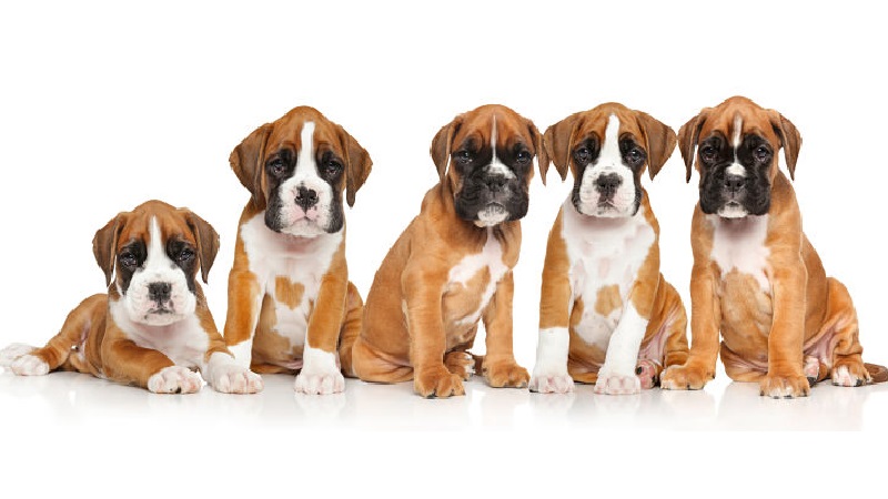 Boxer puppies