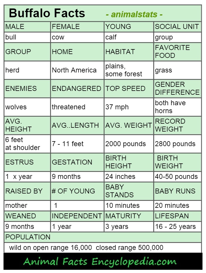 Buffalo Facts - Animal Facts Encyclopedia Buffalo Facts - Animal Facts Encyclopedia