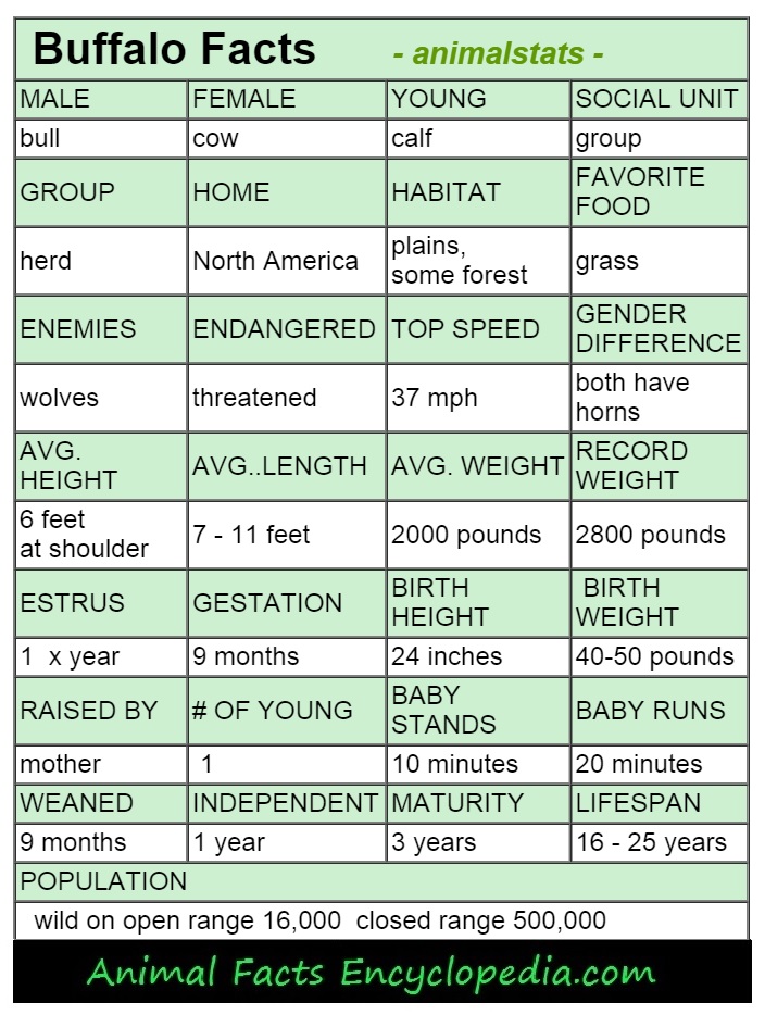 gorilla-animal-stats