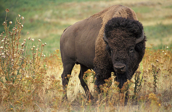 buffalo/American bison