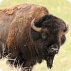 buffalo facts