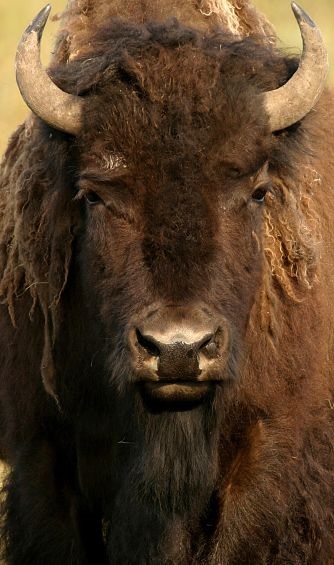 Buffalo Facts - Animal Facts Encyclopedia