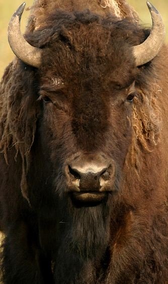 portrait of an American Bison