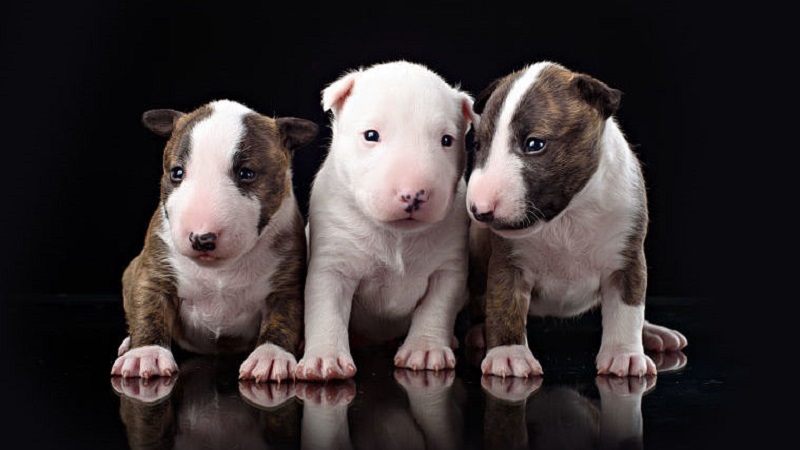 bull terrier puppies