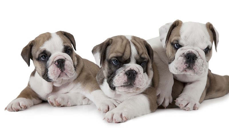 bulldog puppies