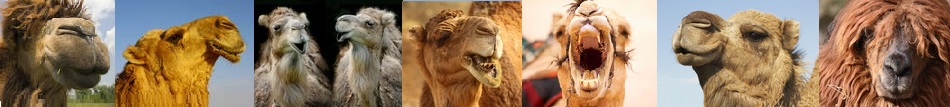 wonderful camels