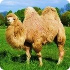 camel