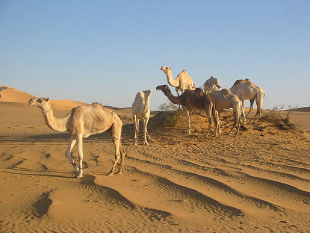Dromedary camels in the Sahara