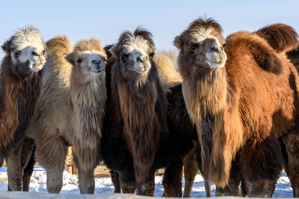 Bactrian camels in the snow