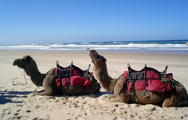 camel has a Coke on the beach
