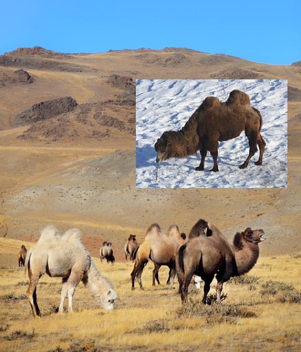 wild bactrian camels in Gobi desert summer and winter
