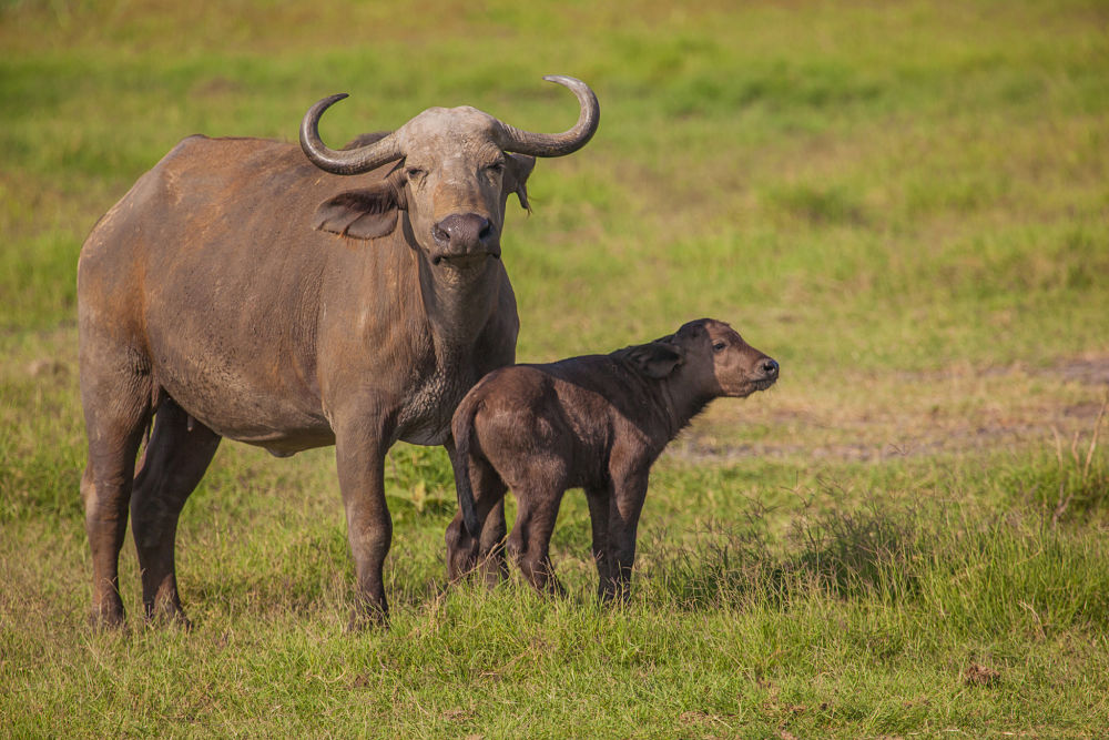 Cape buffalo mother and baby