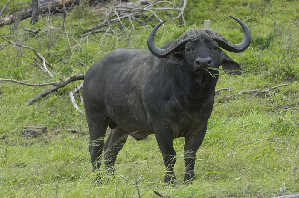 huge African buffalo