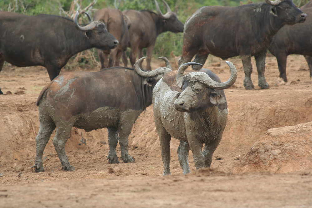 cape buffalo in mud