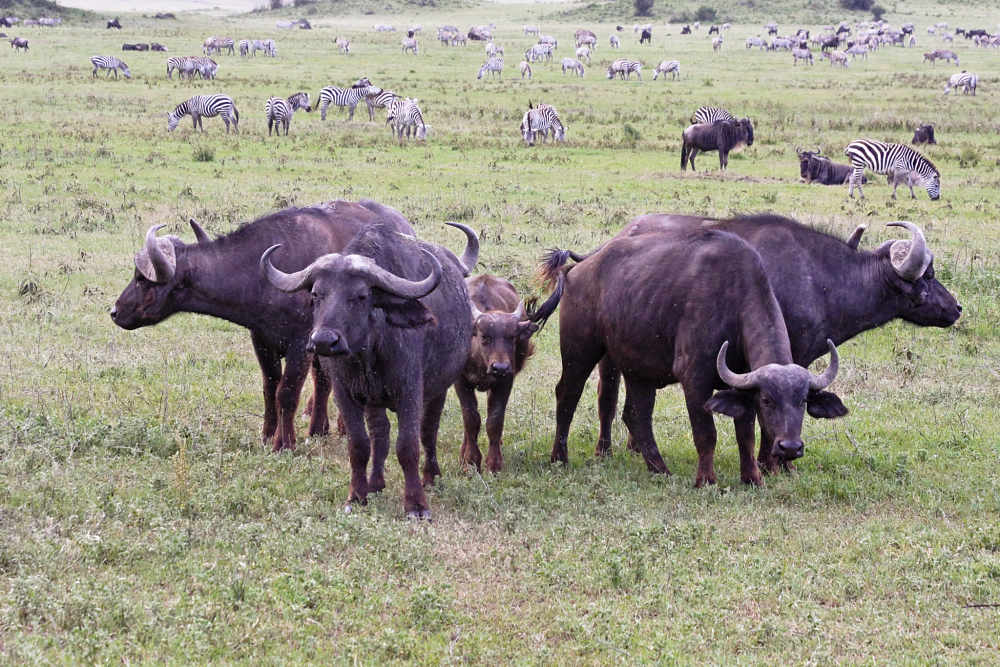 African buffalo adults protecting calf