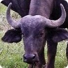 Cape Buffalo Facts