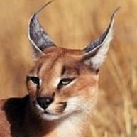 caracal