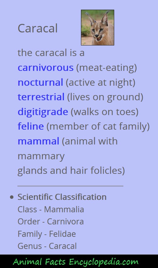 caracal facts